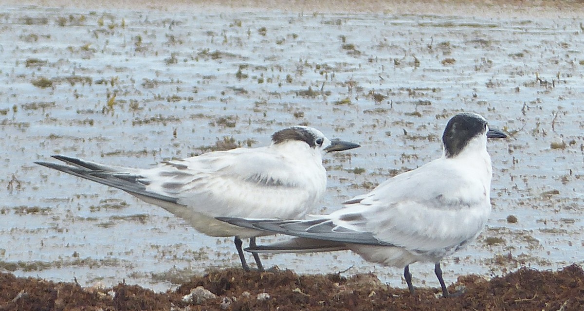 Sandwich Tern - ML642282539
