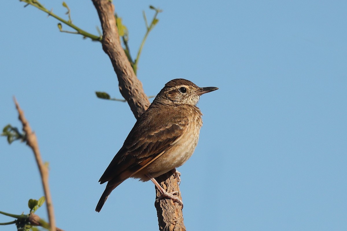 Campo Miner - ML642282554