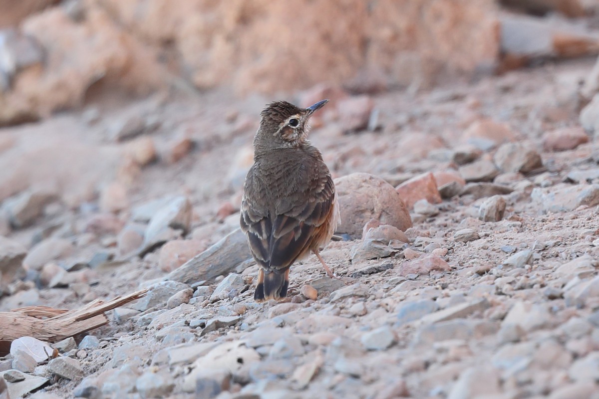 Campo Miner - ML642282555