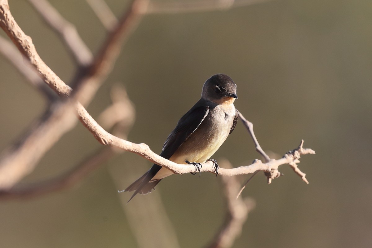 Southern Rough-winged Swallow - ML642282563