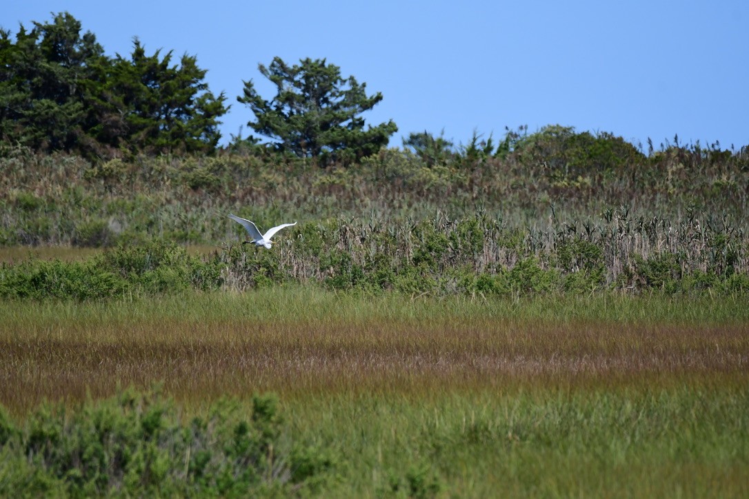 Koartza zuria - ML642282591