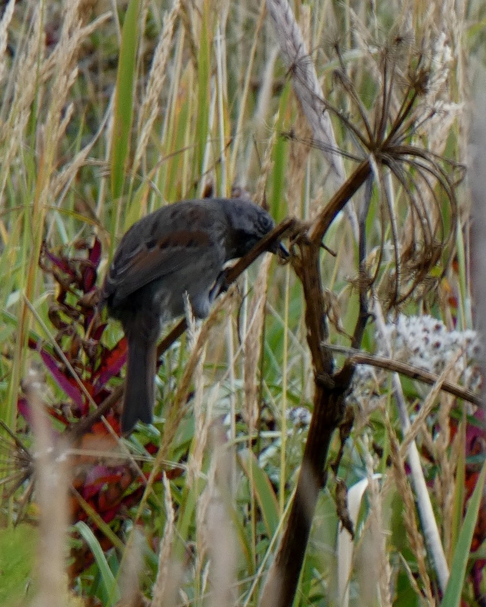 Song Sparrow - ML642282600
