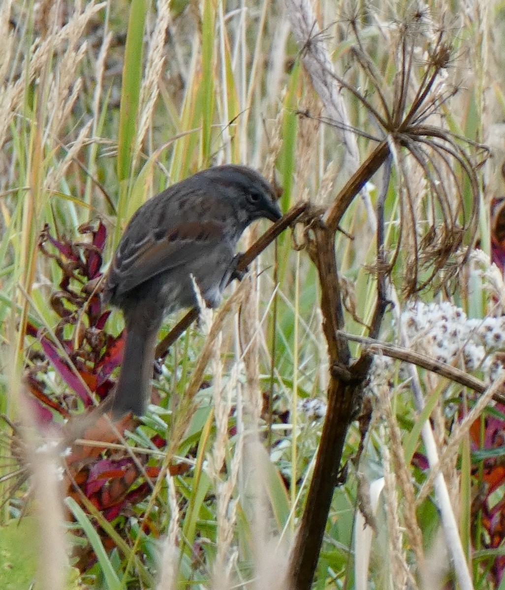 Song Sparrow - ML642282601
