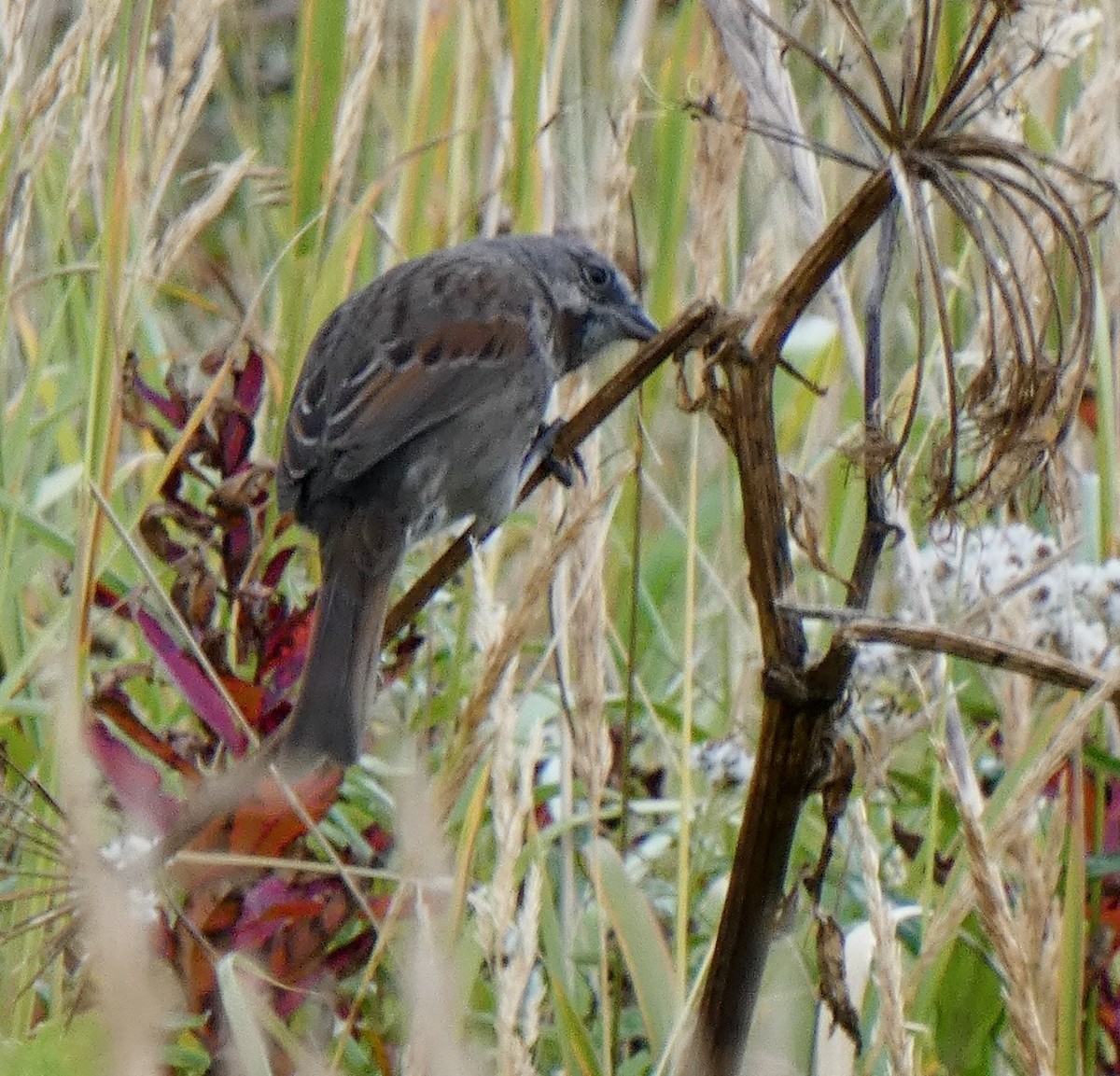 Song Sparrow - ML642282602