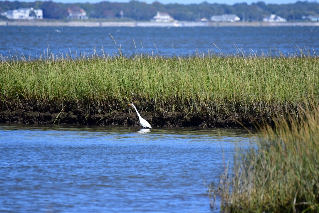 Koartza zuria - ML642282606