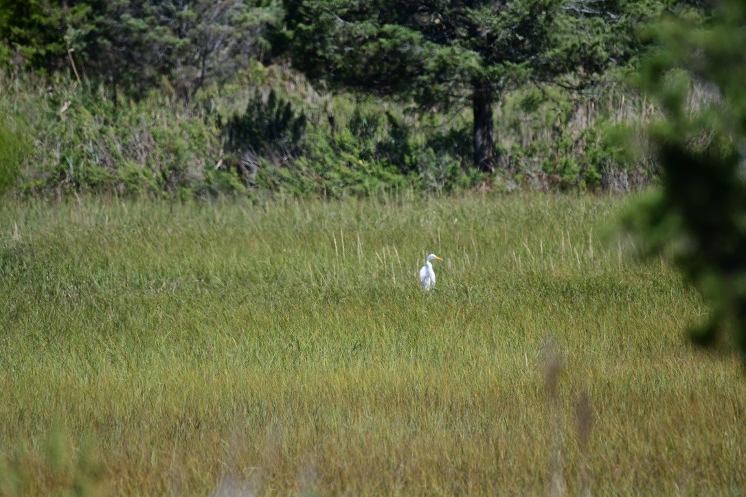 Koartza zuria - ML642282614