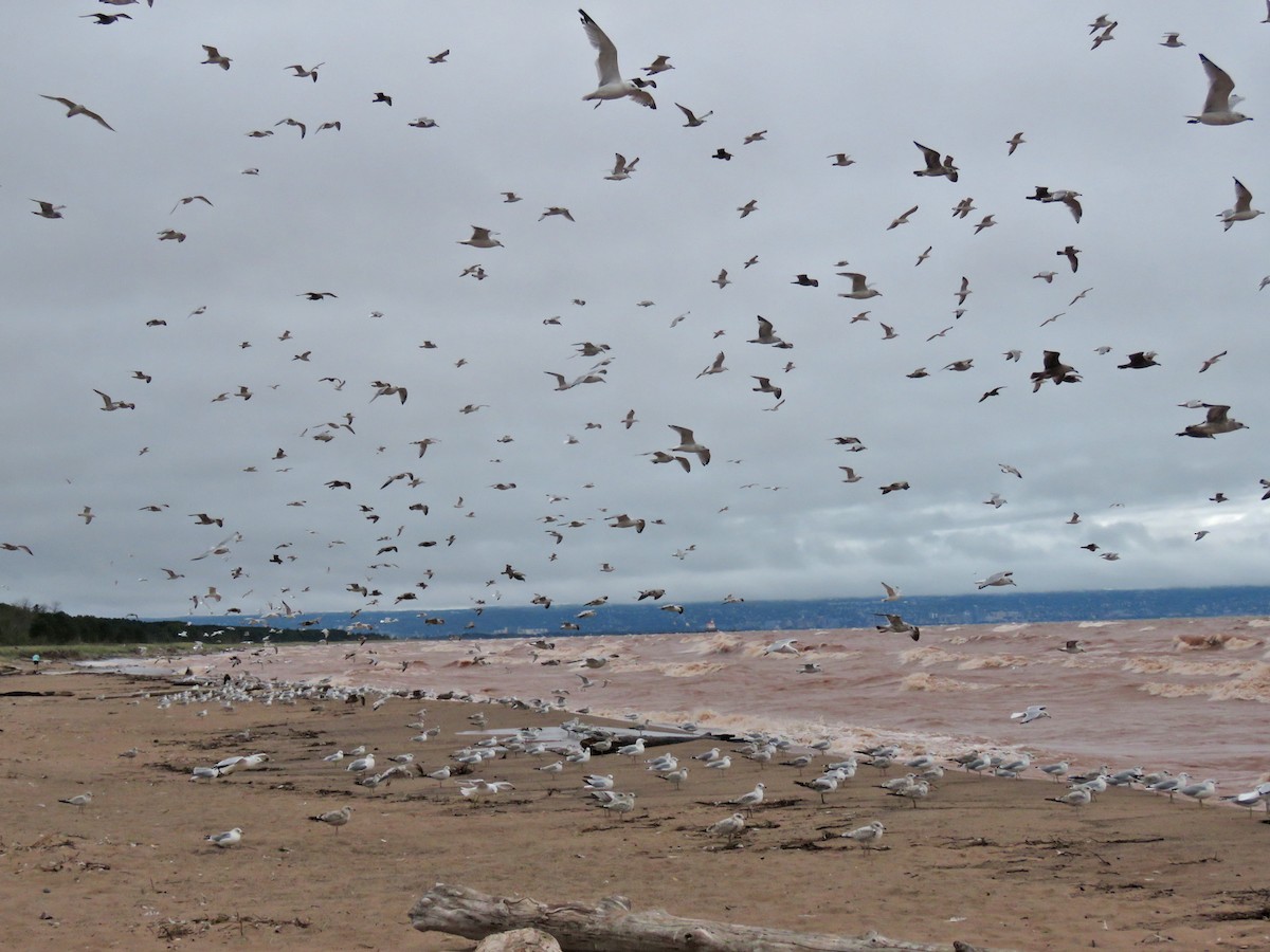 Ring-billed Gull - ML642282618