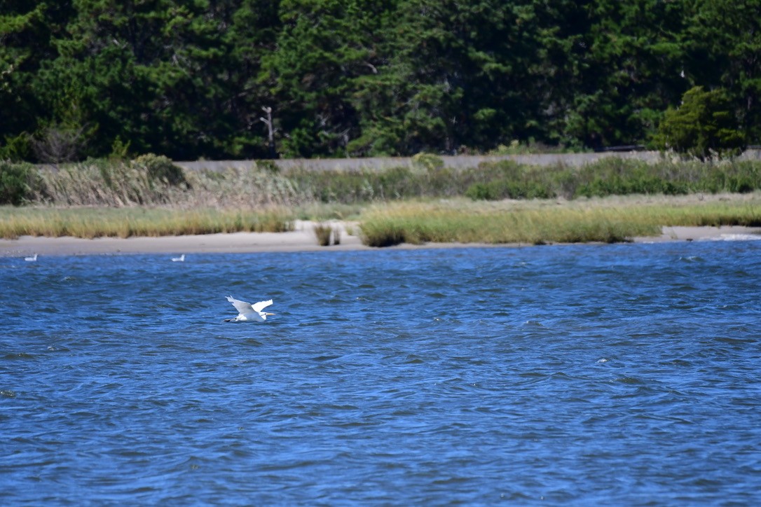 Koartza zuria - ML642282645