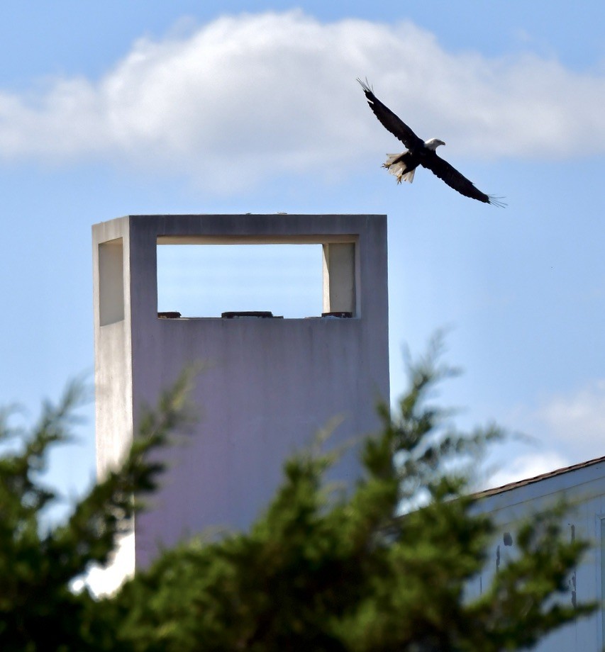 Itsas arrano buruzuria - ML642282647