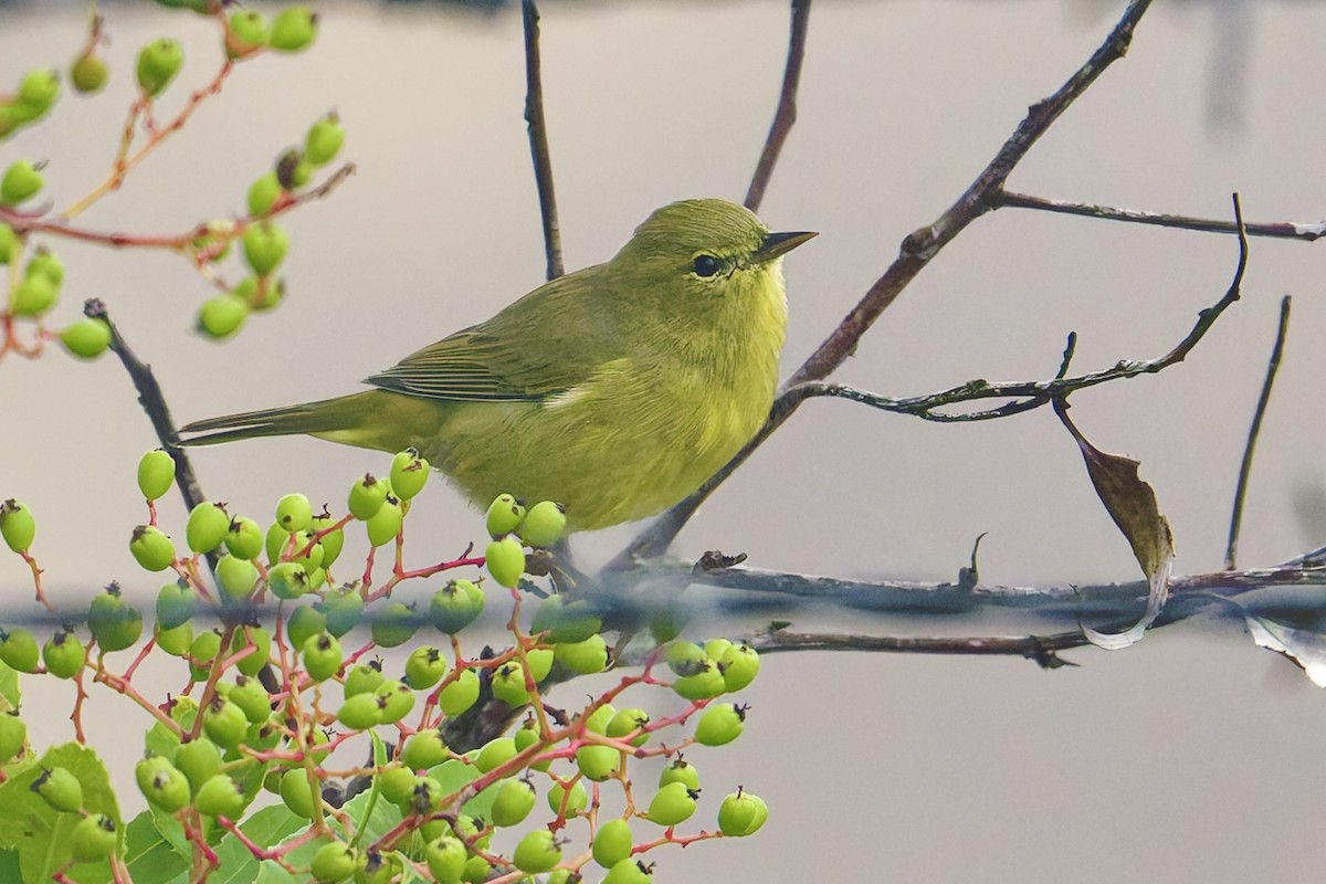 Orange-crowned Warbler - ML642282650
