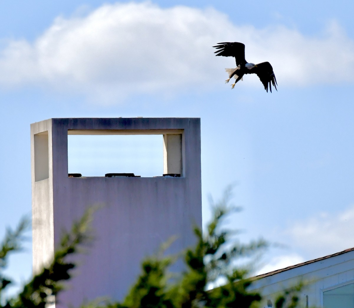 Itsas arrano buruzuria - ML642282651