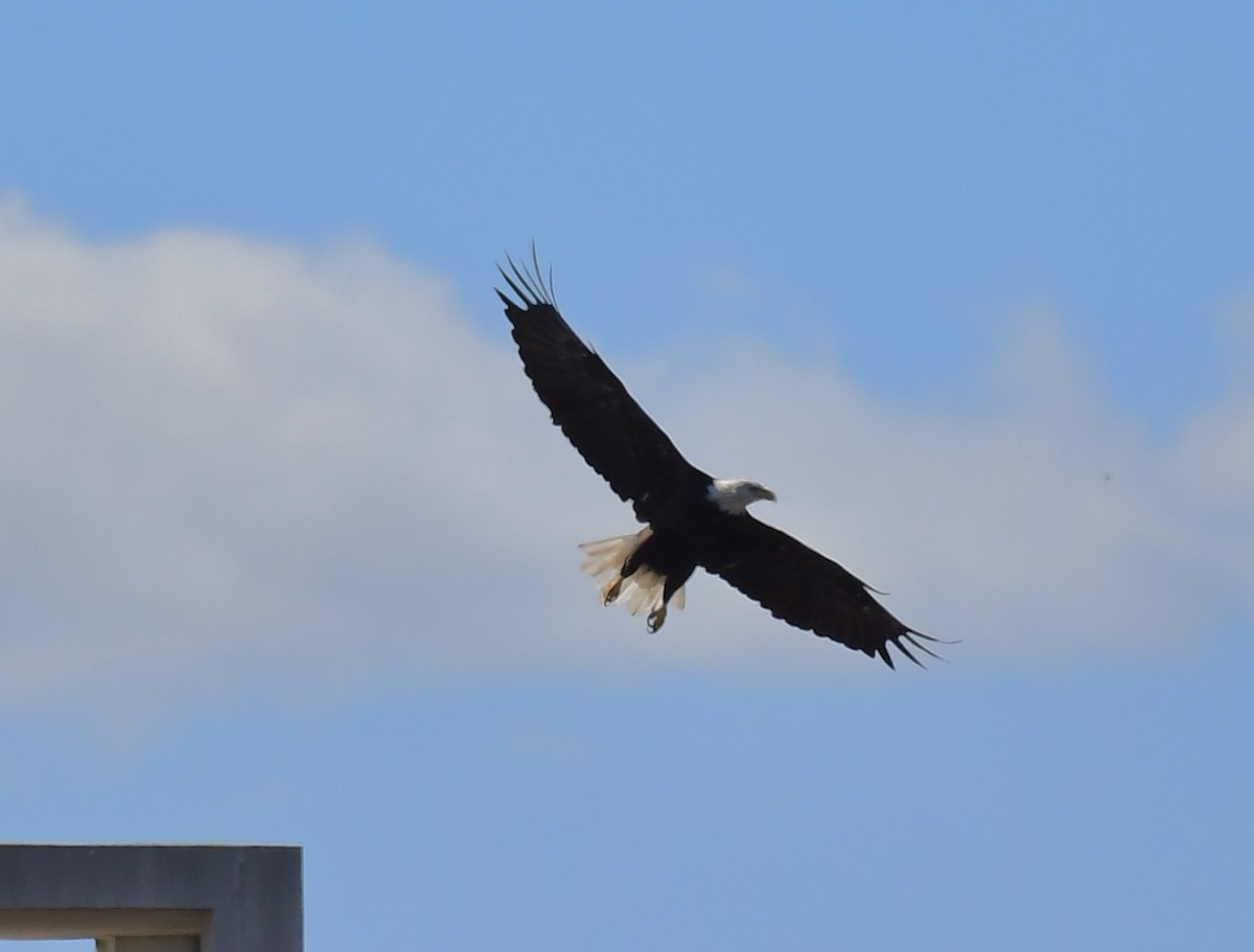 Itsas arrano buruzuria - ML642282653