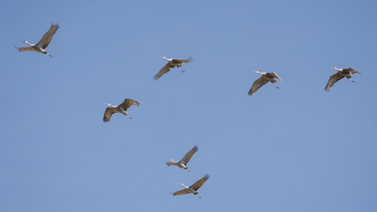 Sandhill Crane - ML642282664