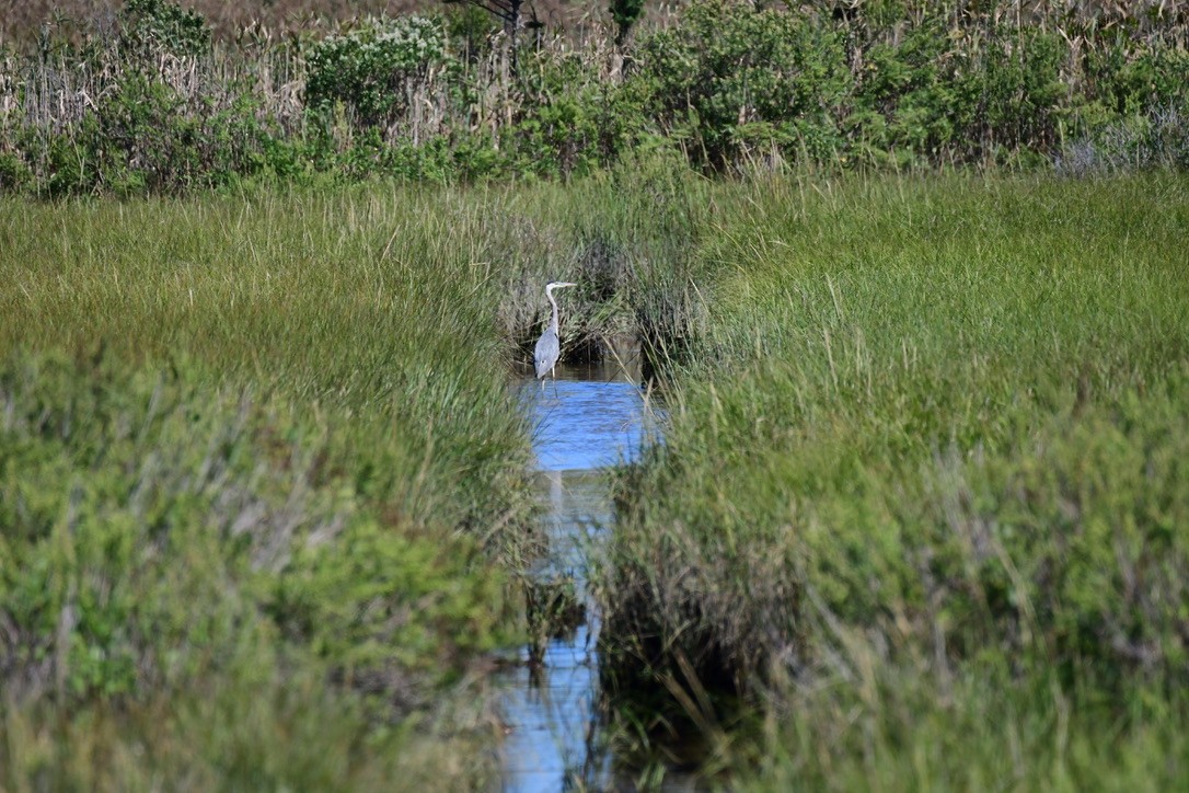 Koartza hauskara amerikarra - ML642282666