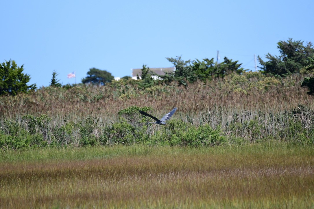 Koartza hauskara amerikarra - ML642282668