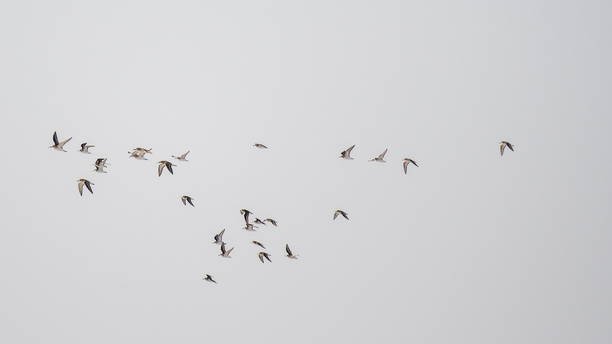 Curlew Sandpiper - ML642282673