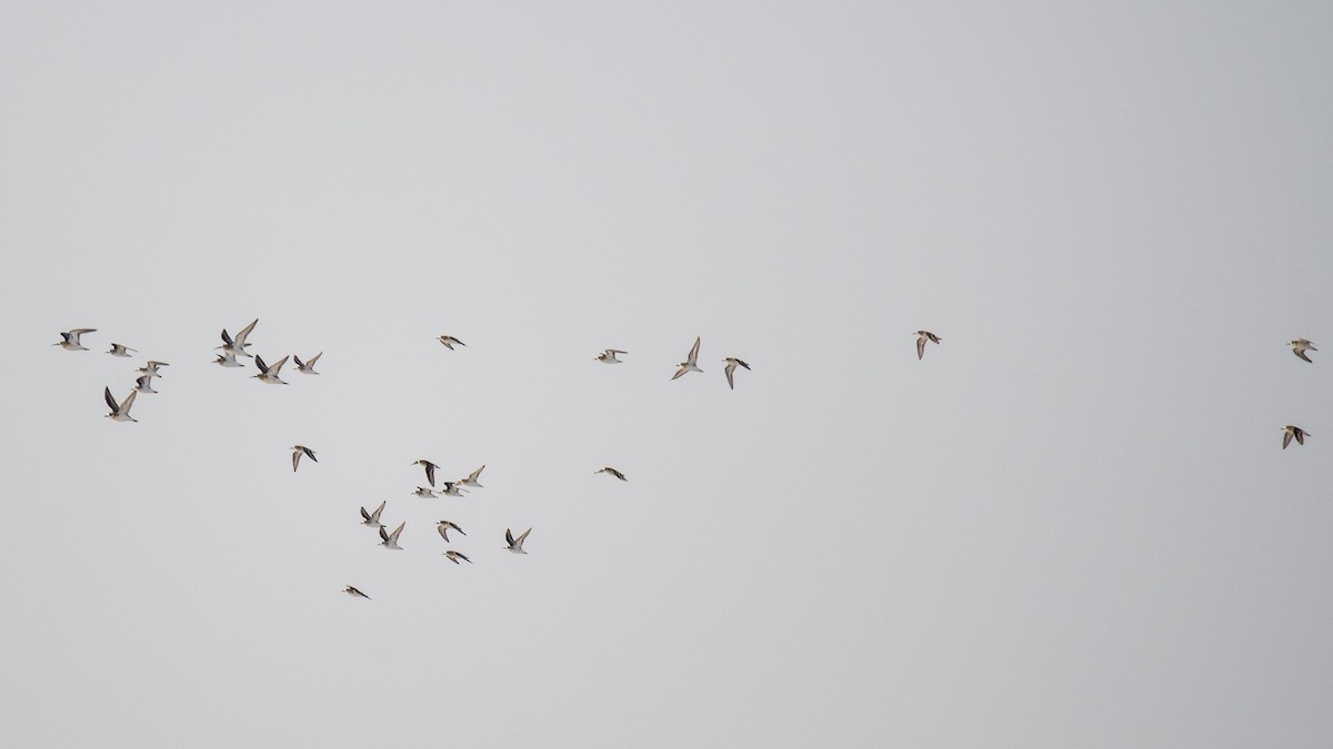 Curlew Sandpiper - ML642282675