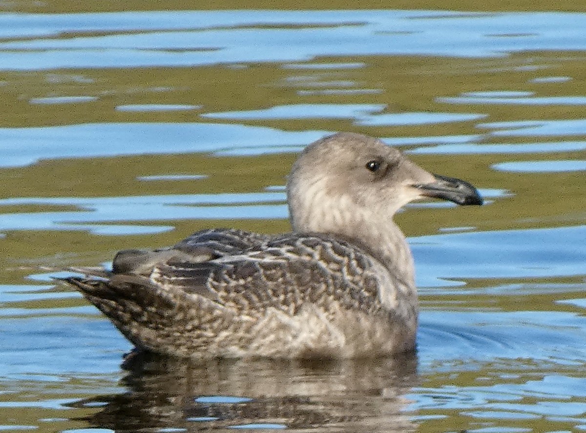 Glaucous-winged Gull - ML642282677
