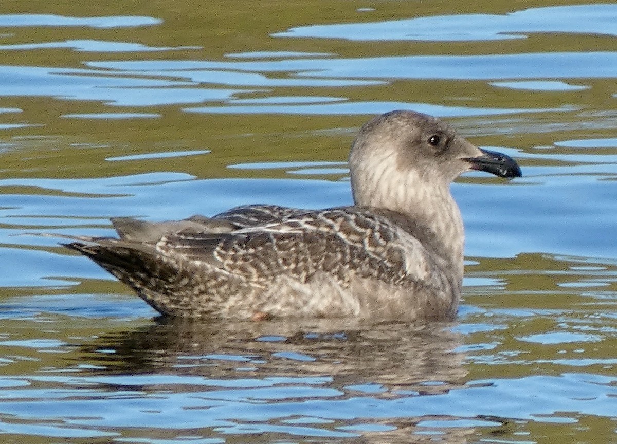 Glaucous-winged Gull - ML642282678