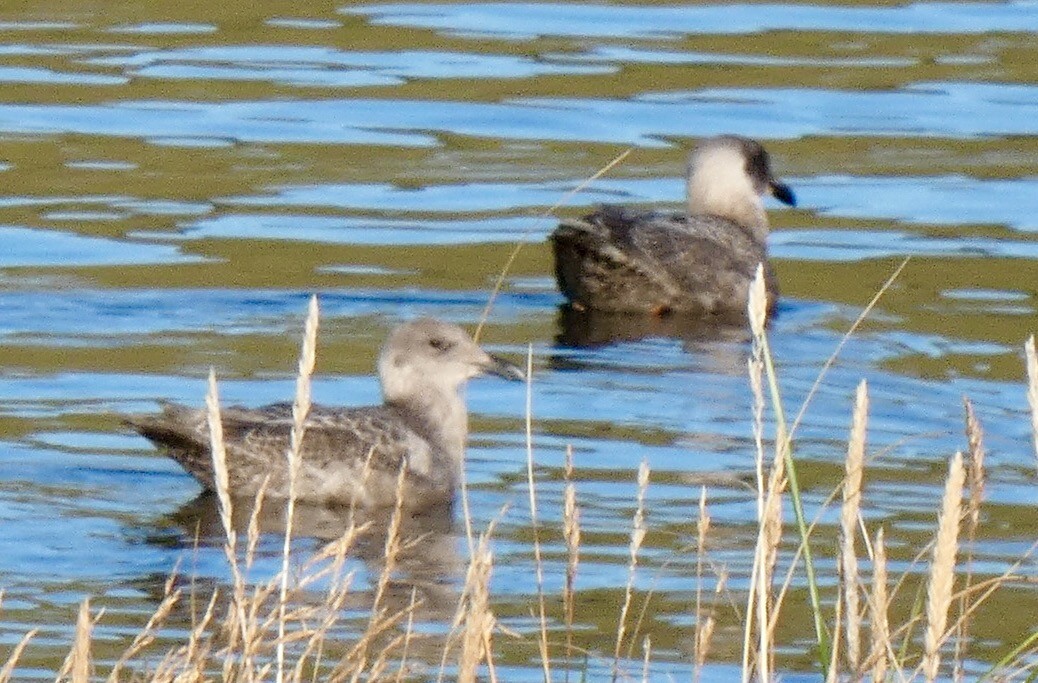 Glaucous-winged Gull - ML642282679