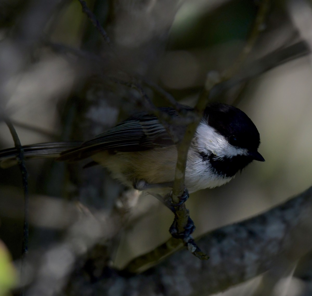 Black-capped Chickadee - ML642282683