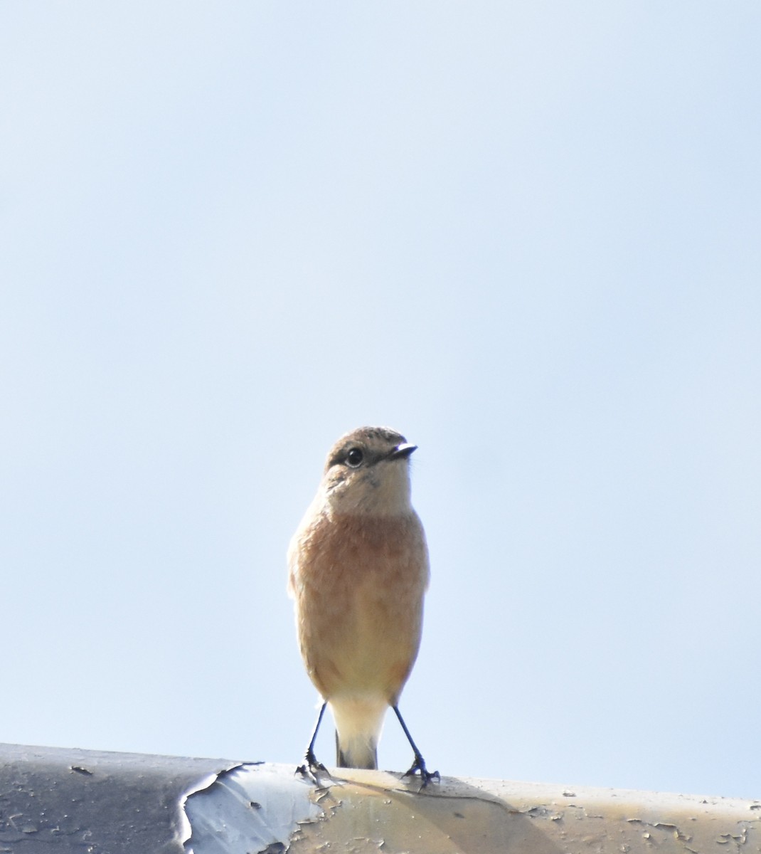 Siberian Stonechat - ML642282710