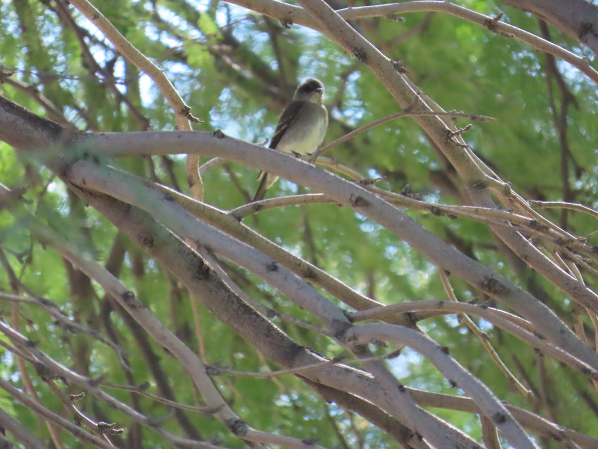 Western Wood-Pewee - ML642282720