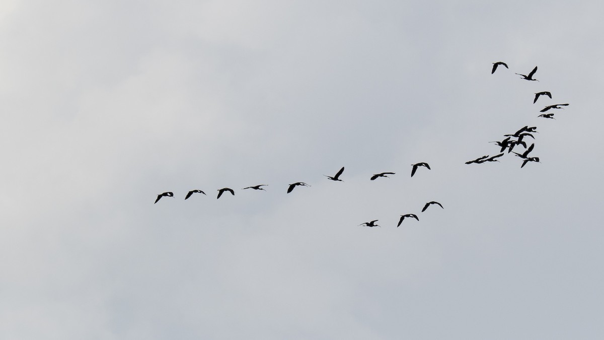 Glossy Ibis - ML642282731