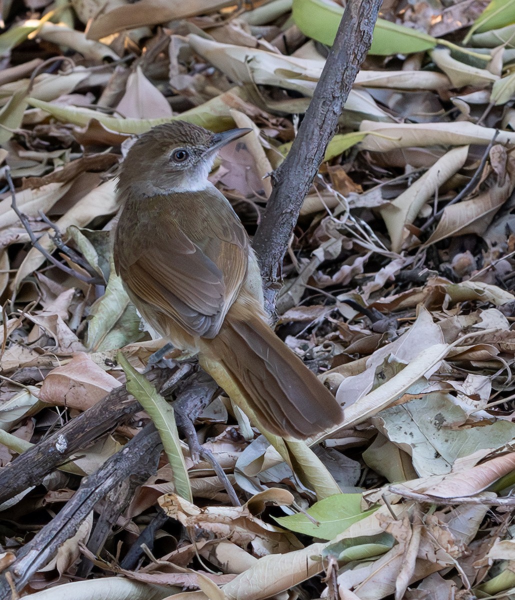 Terrestrial Brownbul - ML642282734