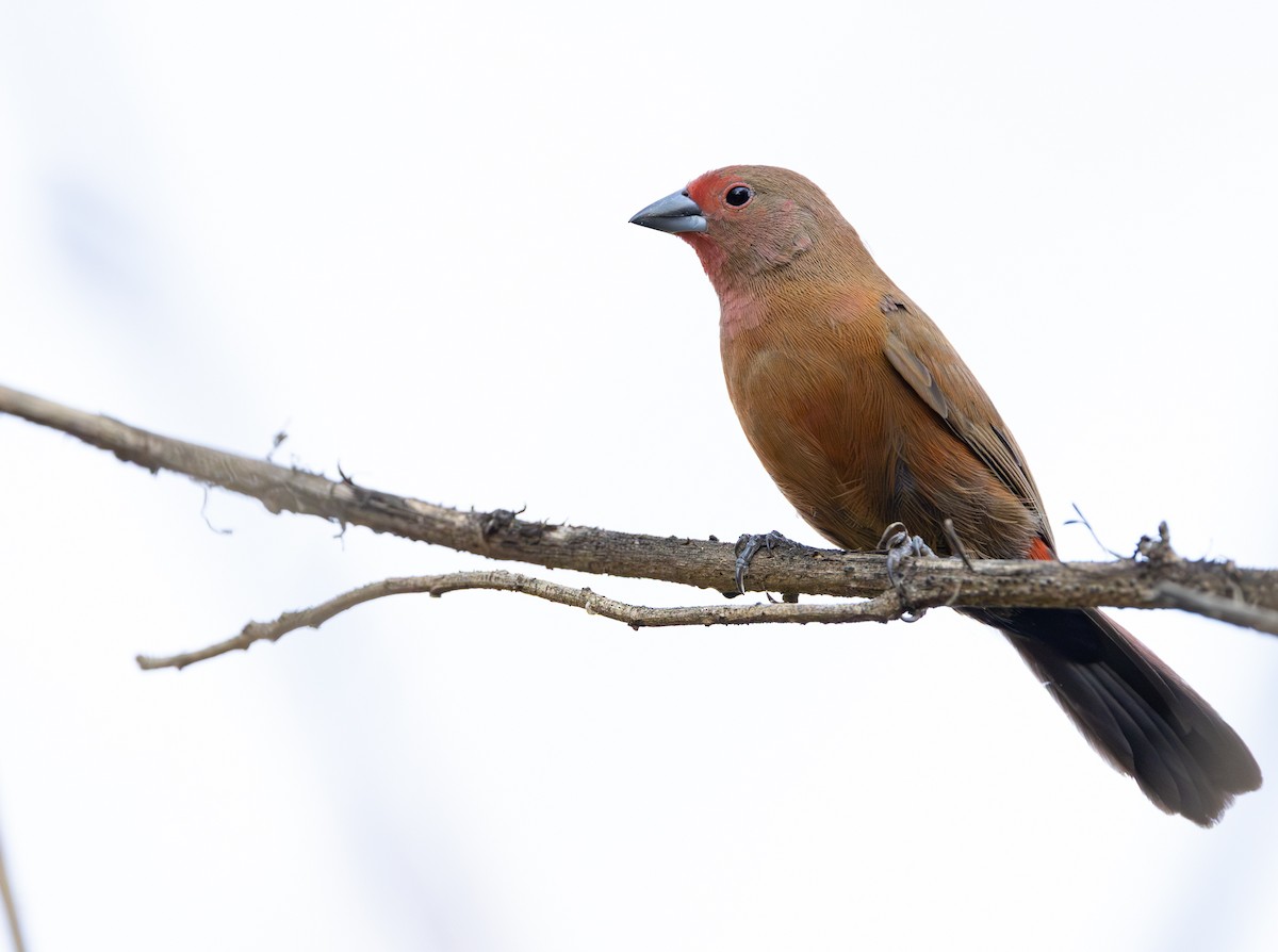 Jameson's Firefinch - ML642282742