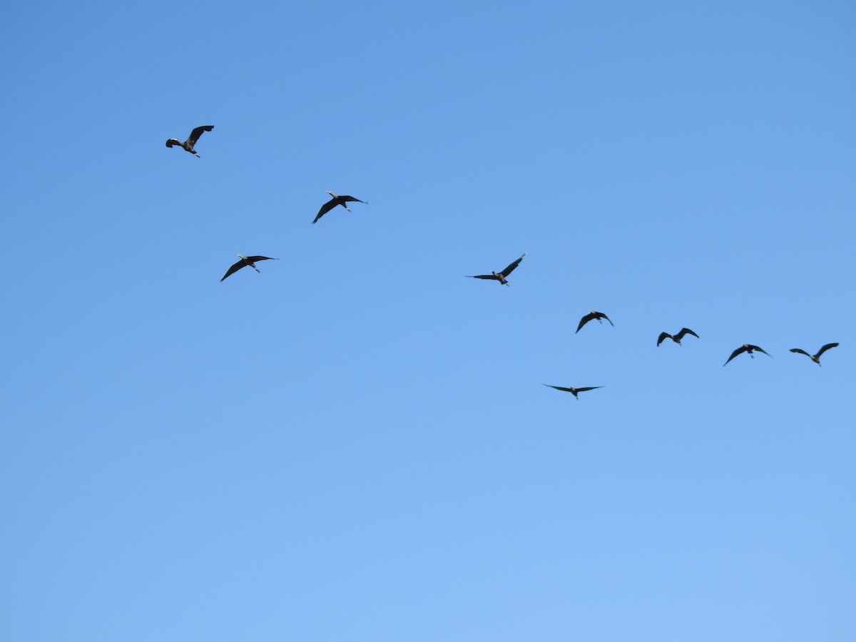 Glossy Ibis - ML642282744