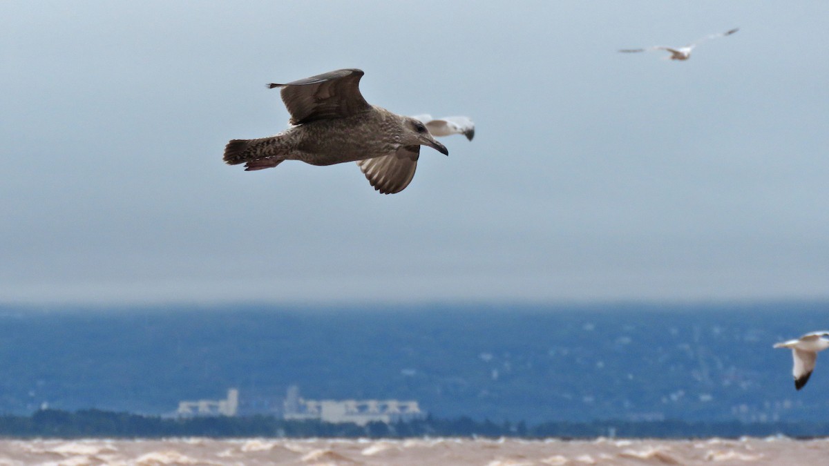 American Herring Gull - ML642282745
