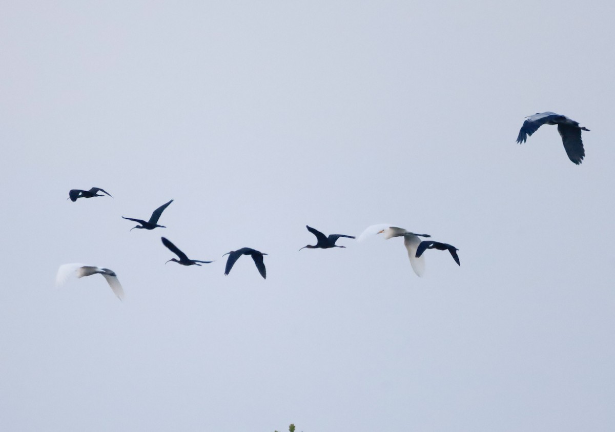 Glossy Ibis - ML642282760