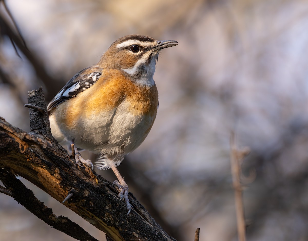 Bearded Scrub-Robin - ML642282789