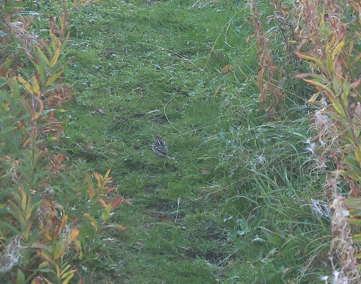 Pechora Pipit - ML642282801