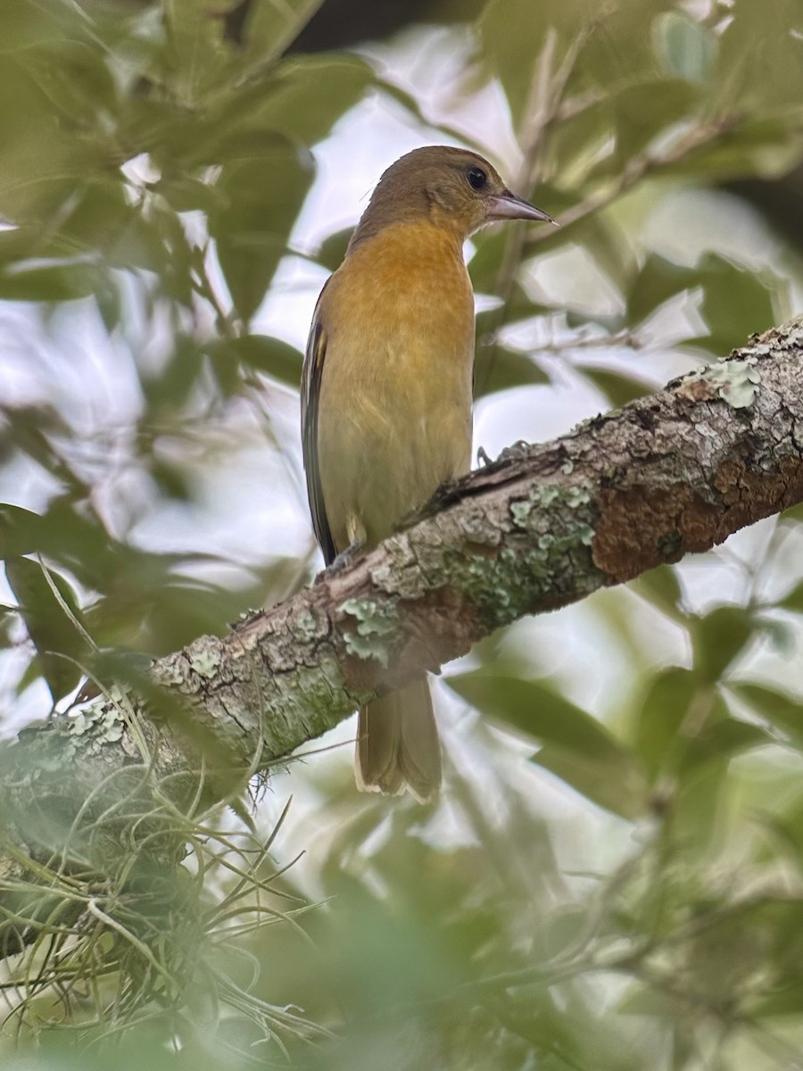Baltimore Oriole - ML642282804