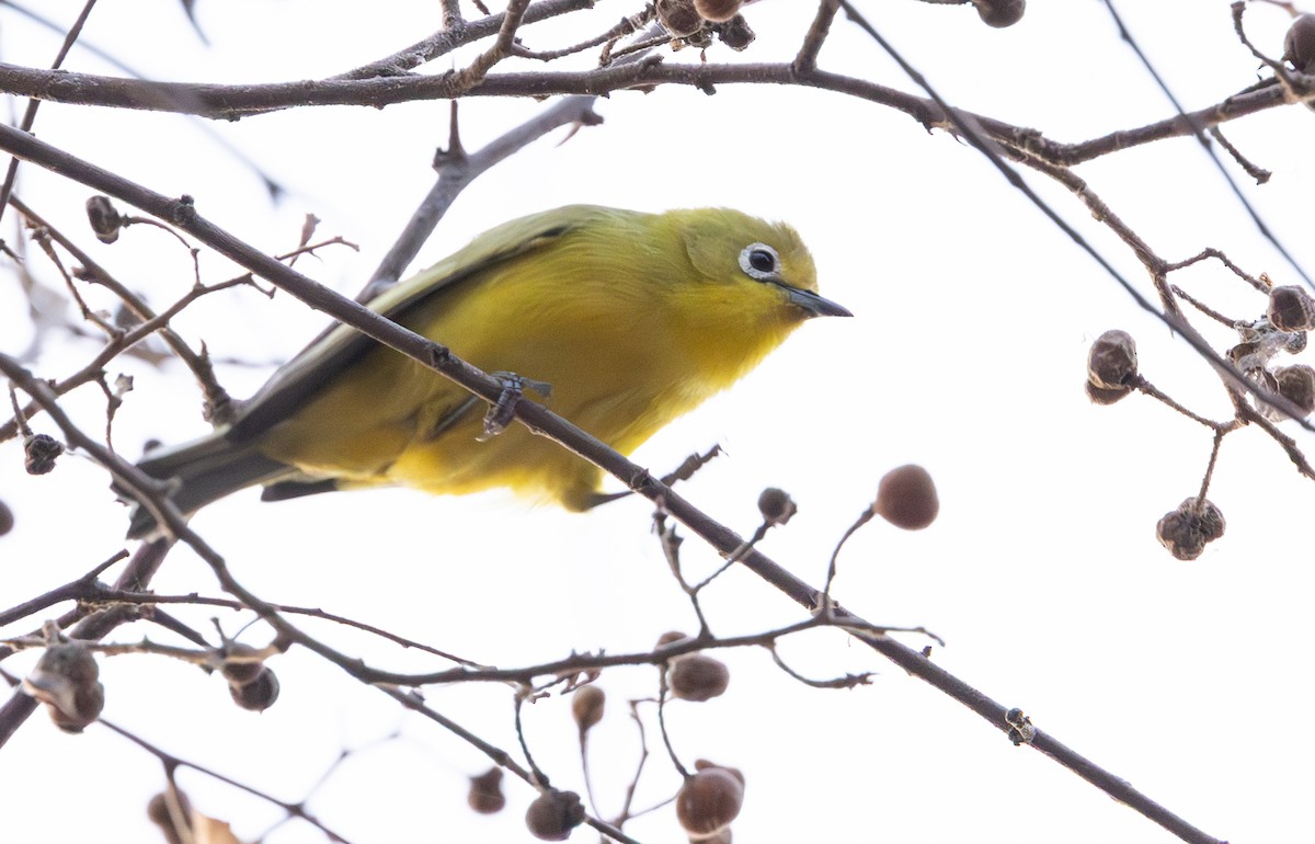 Southern Yellow White-eye - ML642282816