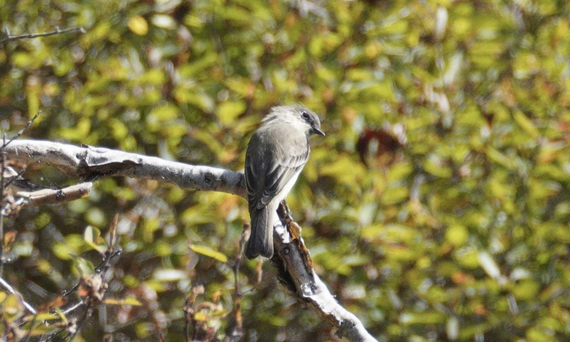 Weißbauch-Phoebetyrann - ML642282824
