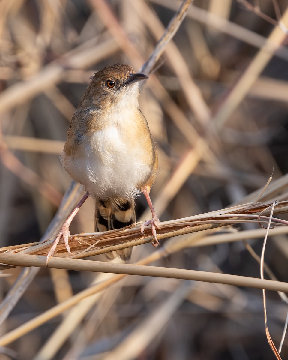 Red-faced Cisticola - ML642282825