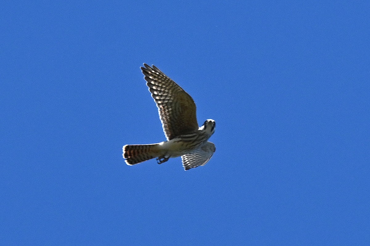 American Kestrel - ML642282826