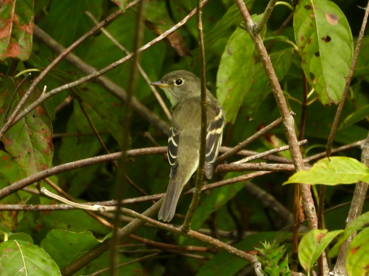 Empidonax sp. - ML642282830