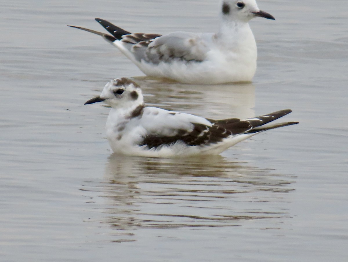 Little Gull - ML642282836
