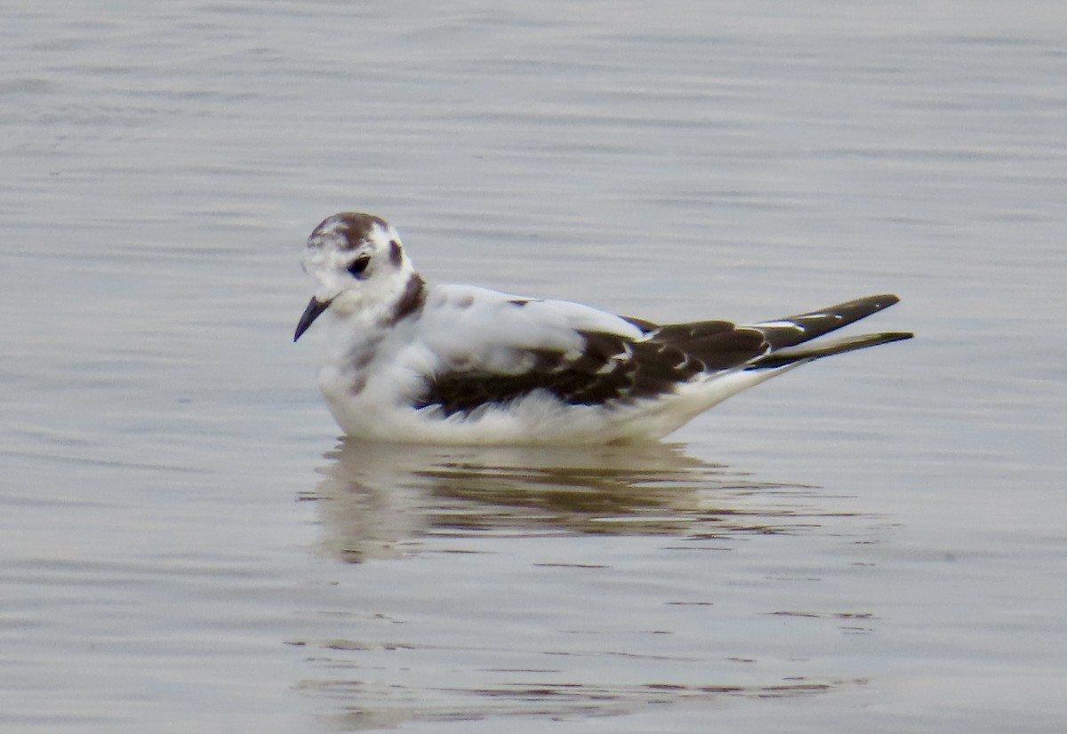Little Gull - ML642282837