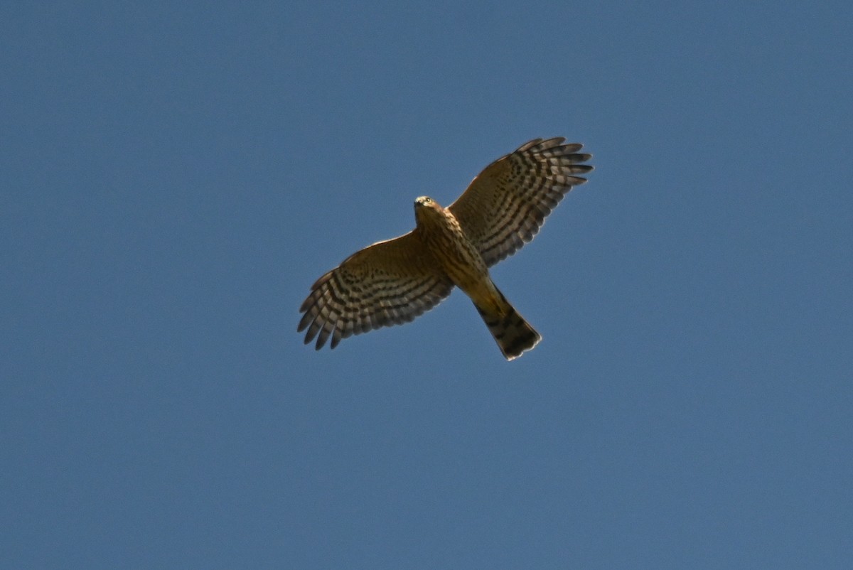 Sharp-shinned Hawk - ML642282855