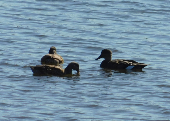 Gadwall - ML642282856