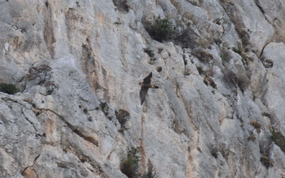 Peregrine Falcon - ML642282869