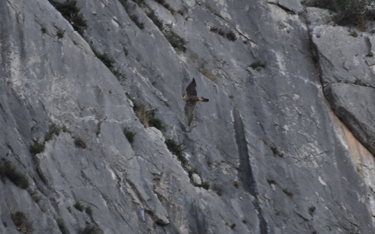 Peregrine Falcon - ML642282871