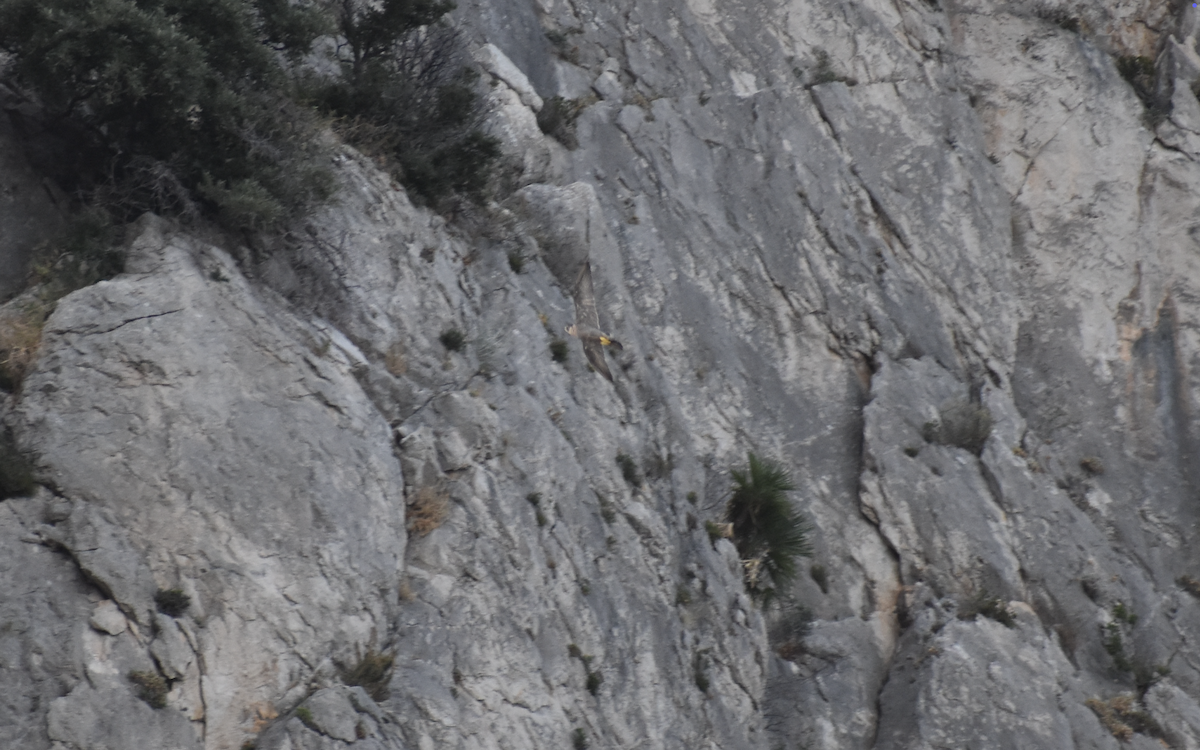 Peregrine Falcon - ML642282873