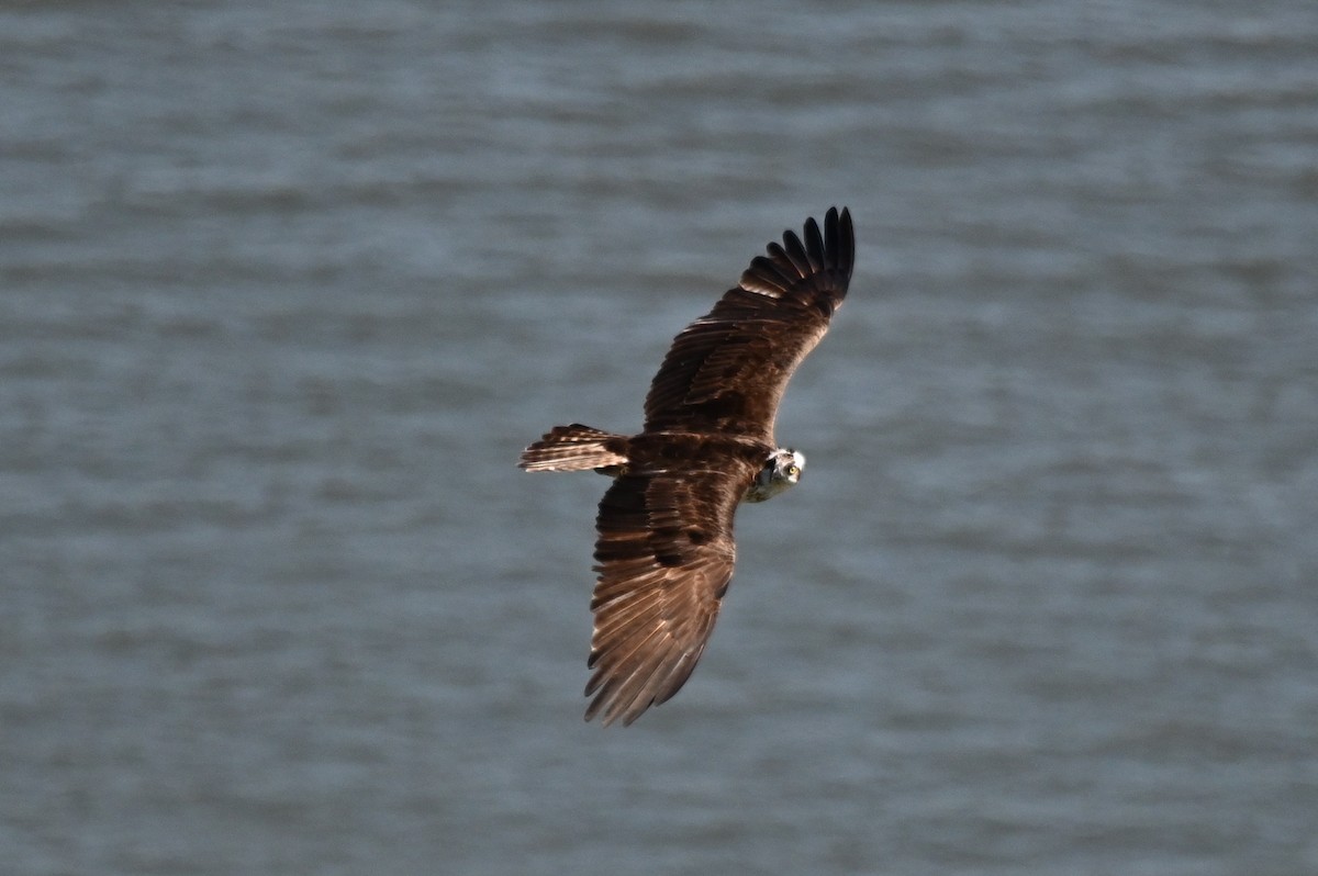 Osprey - ML642282880