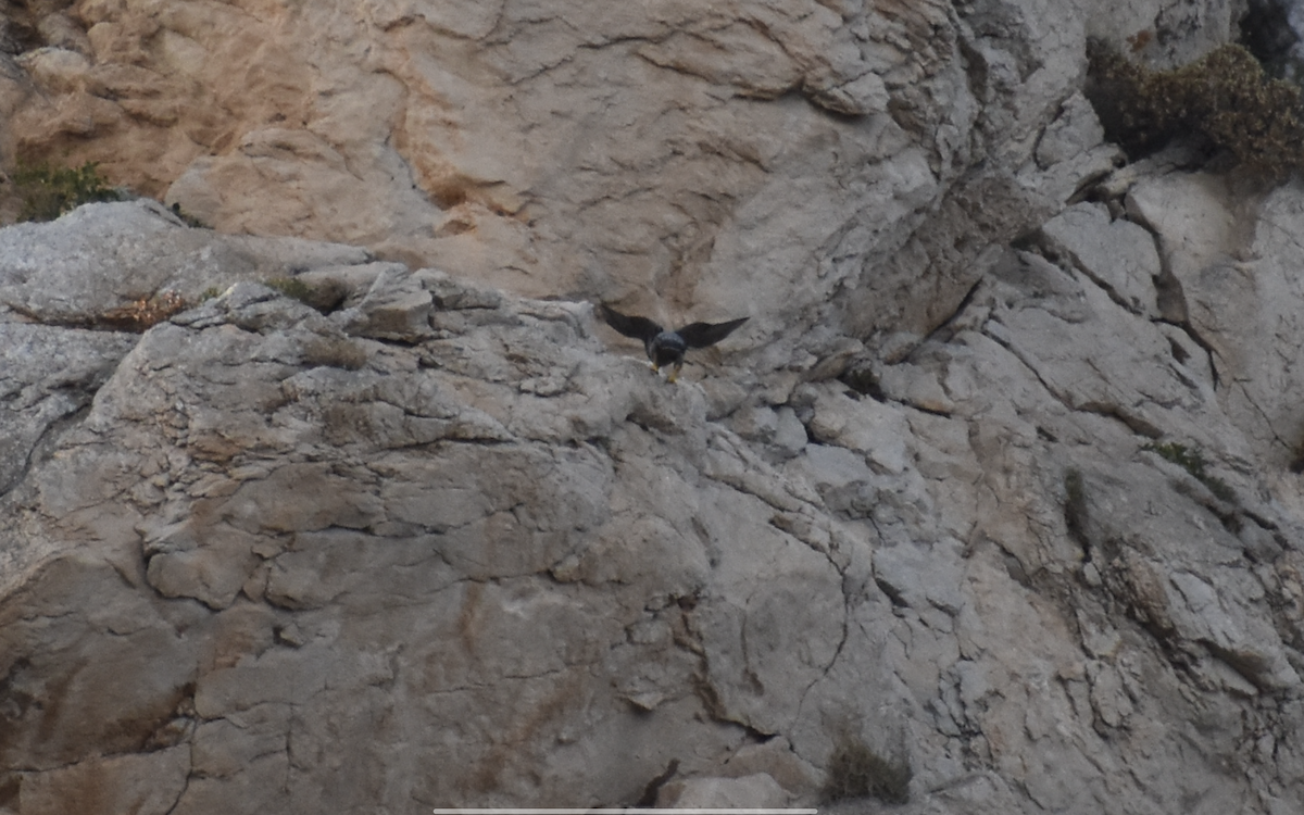 Peregrine Falcon - ML642282889